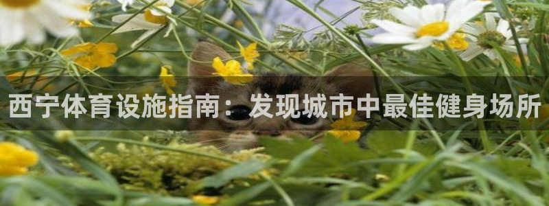 意昂体育3平台：西宁体育设施指南：发现城市中最佳健身