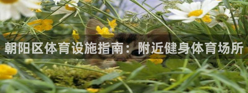 意昂体育3招商：朝阳区体育设施指南：附近健身体育场所